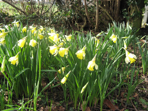 a mass of pale daffodils growing out of bare ground strewn with twigs and leaves, with the thin knotty stems at the base of a hedge behind them